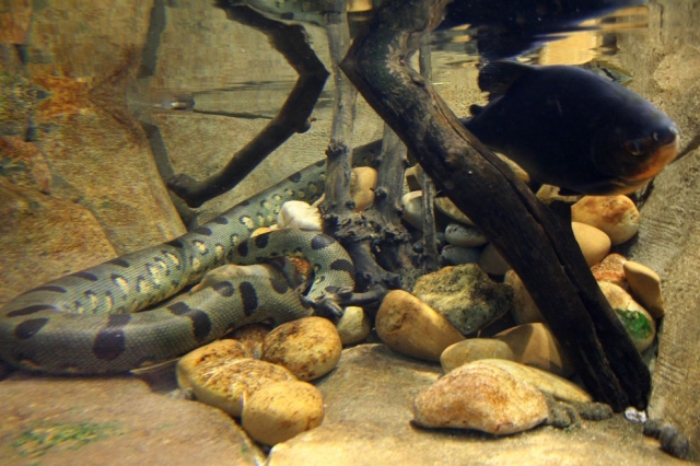  Animales de todos los pelos y tamaños 